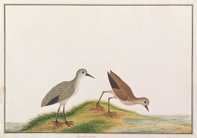 Strandläufer, aus Zeichnungen von Vögeln aus Malakka, ca. 1805-18 von Chinese School